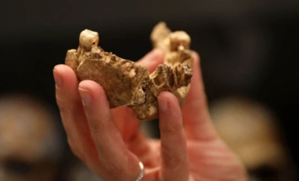 Scientists Reveal Unexpected Discovery Inside a Tiny Reptile Fossil Smaller Than a Thumb
