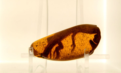 Rare 99-Million-Year-Old Amber Fossil Uncovers Early Male Gecko Trait