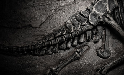 Discovering a 190-Million-Year-Old Sauropod: A Small Dinosaur with an Unexpected Tail Function