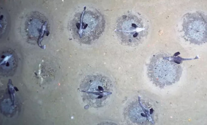 Hidden Beneath Antarctica’s Frozen Depths: A Massive Colony of 60 Million Icefish Nests Discovered
