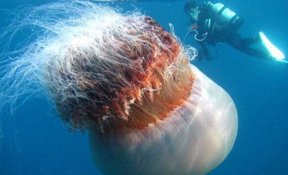 Colossal Lion’s Mane Jellyfish With 100-Foot Tentacles Sighted Again on Cape Cod Shores